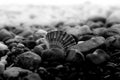 Greyscale shot of a seashell and pebbles at the beach Royalty Free Stock Photo