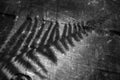 Greyscale shot of the shadow of a fern leaf on a wall Royalty Free Stock Photo