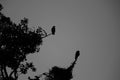 Greyscale shot of silhouettes of birds on a tree