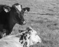 Greyscale shot of two cows on the pasture during daytime Royalty Free Stock Photo