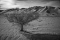 Greyscale of a solitary desert tree amidst an arid landscape, Eureka Dunes, Death Valley