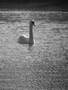 Greyscale vertical shot of a beautiful white swan swimming in the lake Royalty Free Stock Photo