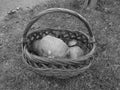 Greyscaled image - Distant view on a basket full of giant leccinum mushrooms and small scarletina bolete | Edible fungi of large s