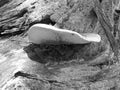 Greyscaled image - Underside of giant velvet roll-rim fungus growing on old rotten roots