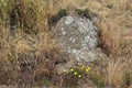 Greywacke rock with lichen and wild grass on Mt Davidson San Francisco, 2. Royalty Free Stock Photo