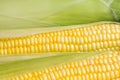 Grian of fresh ripe corn Royalty Free Stock Photo