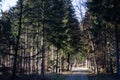 Gribskov forest in Denmark Royalty Free Stock Photo