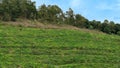 Gricultural farmland on the hillside. Royalty Free Stock Photo