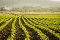 Agriculture farm nature landscape. rows of young plants growing on a vast field