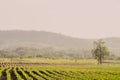 Agriculture farm nature landscape. rows of young plants growing on a vast field