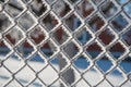 Grid covered with snow, mesh covered with frostÃÂ­,