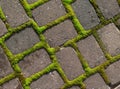 Grid of moss around the paving stones. Royalty Free Stock Photo