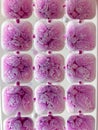 Grid of purple ice cubes freezing in a white tray Royalty Free Stock Photo