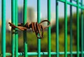 Green pattern of fence. grids