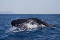 Griend, Long-finned Pilot Whale, Globicephala melas Royalty Free Stock Photo