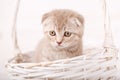 Grieved Cream-colored Scottish kitten looks from wicker basket.