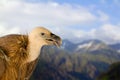 Griffin bird wildlife sitting stands on against high mountains and blue sky