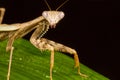 Griffin Mantis (Polyspilota griffinii) Royalty Free Stock Photo