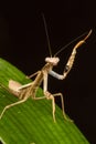 Griffin Mantis (Polyspilota griffinii) Royalty Free Stock Photo