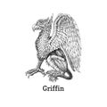 Griffin, vector drawing, drawn sketch of Gryphon