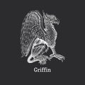 Griffin, vector drawing, drawn sketch of Gryphon