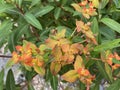 The Griffith`s spurge Euphorbia griffithii, Himalaja Griffiths Wolfsmilch, Feuer-Wolfsmilch oder Himalaya-Wolfsmilch