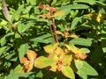 Griffith`s spurge / Euphorbia griffithii / Himalaja Griffiths Wolfsmilch, Feuer-Wolfsmilch oder Himalaya-Wolfsmilch