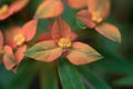 Griffith spurge, Euphorbia griffithii Royalty Free Stock Photo