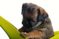 Griffon baby dog green watering can white background Royalty Free Stock Photo