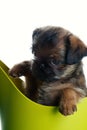 Griffon baby dog green watering can white background Royalty Free Stock Photo