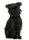 Griffon Belge, 1 year old, sitting Royalty Free Stock Photo