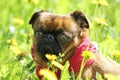 Griffon Brussels petit brabancon dog Royalty Free Stock Photo