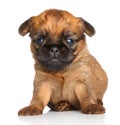 Griffon Bruxelles puppy on a white background Royalty Free Stock Photo