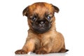 Griffon Bruxelles puppy on a white background Royalty Free Stock Photo