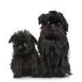 Griffon Bruxellois (3 months and 2 years) Royalty Free Stock Photo