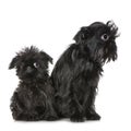 Griffon Bruxellois (3 months and 2 years) Royalty Free Stock Photo