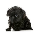 Griffon Bruxellois (3 months) Royalty Free Stock Photo