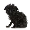 Griffon Bruxellois (3 months) Royalty Free Stock Photo