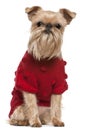 Griffon Bruxellois in red sweater Royalty Free Stock Photo