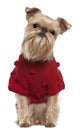 Griffon Bruxellois in red sweater