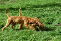 Fawn Brittany Griffon or Griffon Fauve de Bretagne, Dog smelling Grass Royalty Free Stock Photo