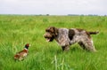 GRIFFON KORTHAL Korthal Dog or Wire-Haired Griffon Dog hunting Common Pheasant Royalty Free Stock Photo