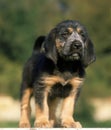 Griffon Nivernais Dog, Pup Royalty Free Stock Photo
