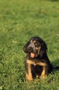 Griffon Nivernais Dog, Pup sitting on Grass