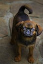 Griffon puppy garden stone background