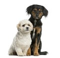 Griffon and Shi tzu sitting Royalty Free Stock Photo
