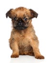 Griffon terrier puppy Royalty Free Stock Photo