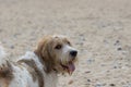 Griffon Vendeen basset dog looking over its shoulder at camera