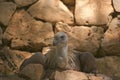 Griffon volture (gips fulvus) Royalty Free Stock Photo