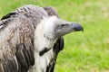 Griffon vulture